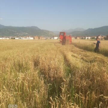 Në Landovicë ruanë dujatë e parë të grurit të korrjeve të këtij viti