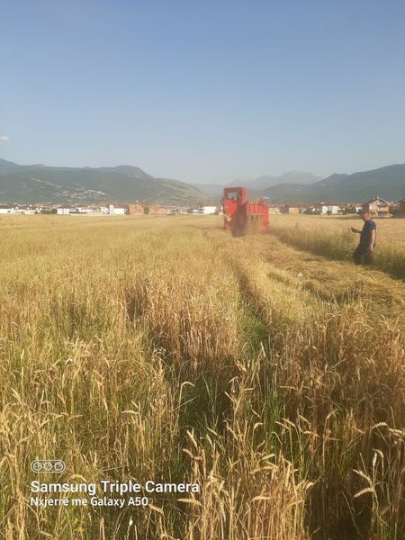 Në Landovicë ruanë dujatë e parë të grurit të korrjeve të këtij viti